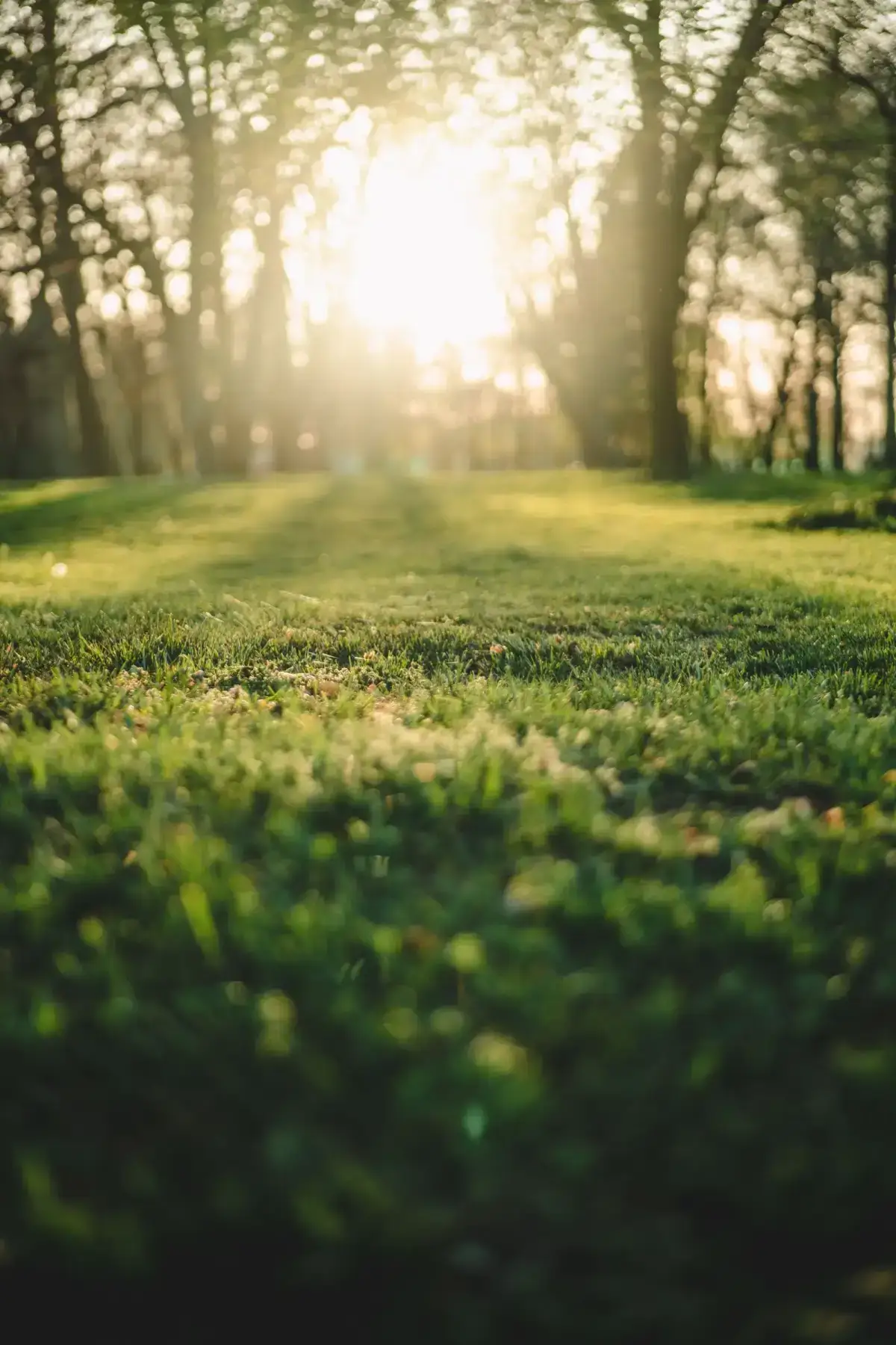 Césped de un jardín residencial al atardecer